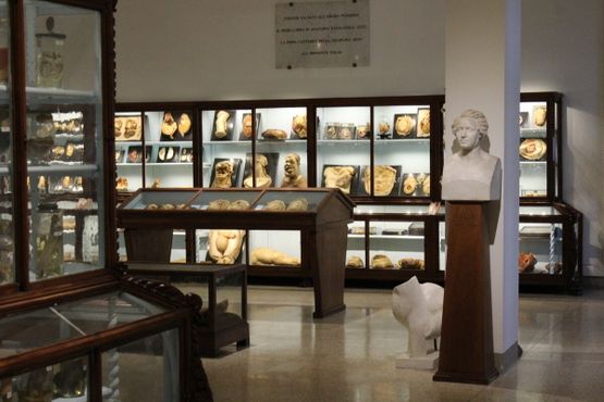 Музей патологической анатомии Флорентийского университета