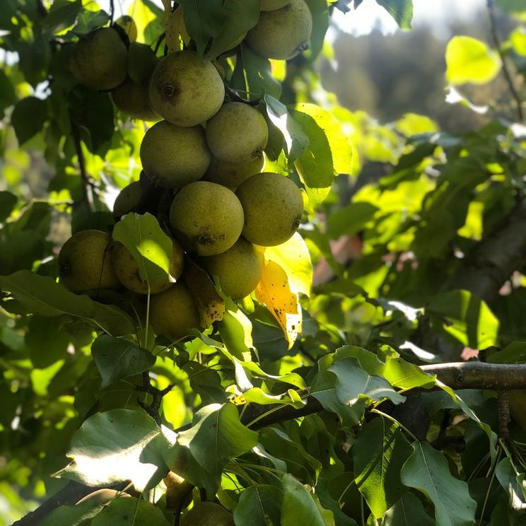 Гостевые домики