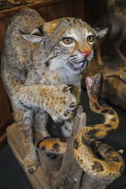 Национальный музей охотничьих собак