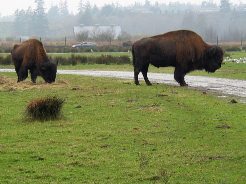 Заповедник «Олимпик-Гейм-Фарм»