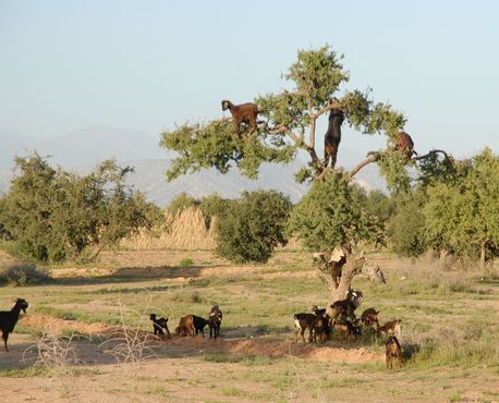 Козы на аргании неподалёку от Таруданта (Марокко)