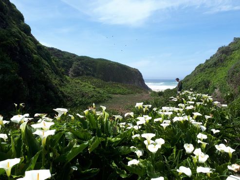 Долина калл