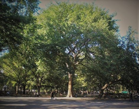 Дерево «Харе Кришна» - один из крупнейших вязов в парке