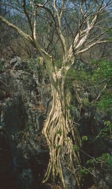 Дерево фикус петиоларис у входа в пещеру