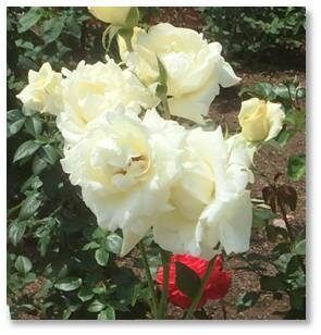 Белые розы и одна красная