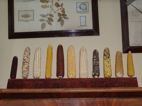 Разнообразие кукурузы на выставке в бывшем кабинете Вавилова в научно-исследовательском институте