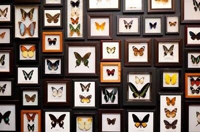 Бабочки в «Сингапурском доме»