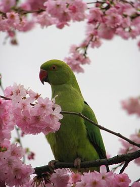Попугай на цветущем дереве, Уимблдон