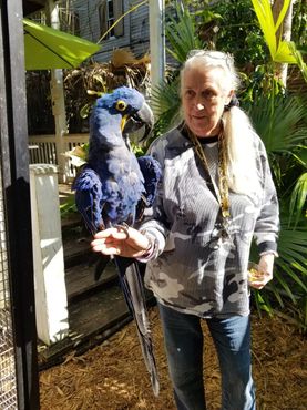 Нэнси и её любимый гиацинтовый ара, редкий попугай, находящийся под угрозой исчезновения, общаются с спосетителями