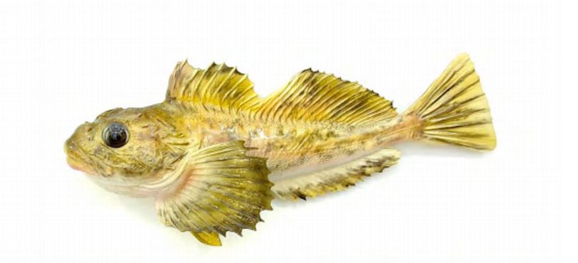 Библиотека ресурсов и информационных услуг Аляски