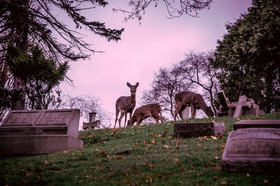 Белохвостые олени на кладбище Хоумвуд