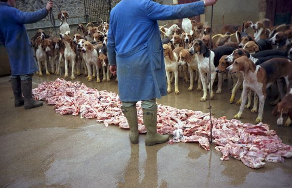 Кормление собак