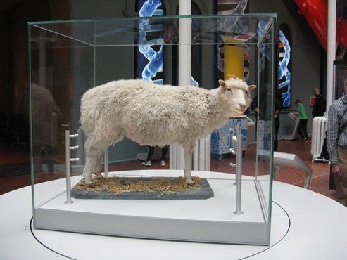 Овечка Долли в
Национальном музее Шотландии