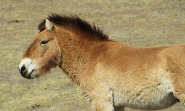 Тахи - последние по-настоящему дикие лошади в мире