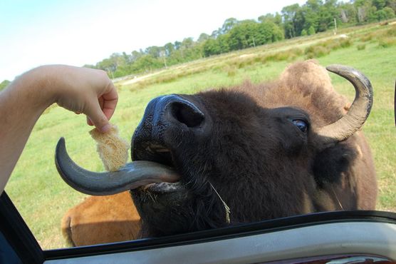 Заповедник «Олимпик-Гейм-Фарм»