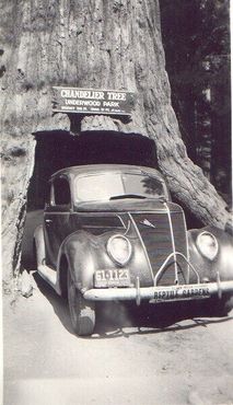 Дерево-канделябр в 1941 г.