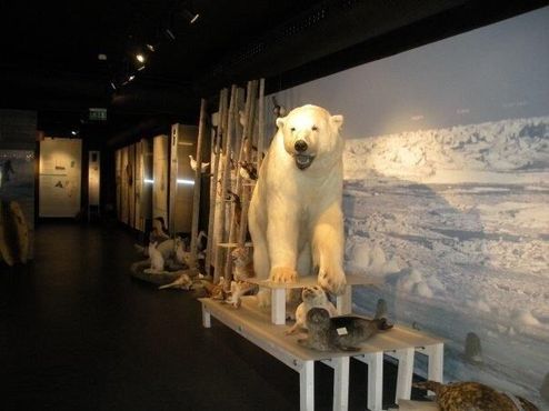 Один из полярных медведей музея