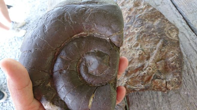 Одна из окаменелостей, найденных в Боннечер Кейвс