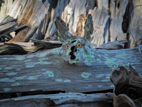 Семейный музей коряг Сайпресс-Суомп