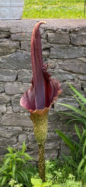 Аморфофаллус (Трупный цветок)