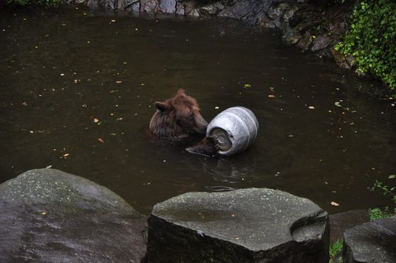Медведь играет во рву замка Чески-Крумлов