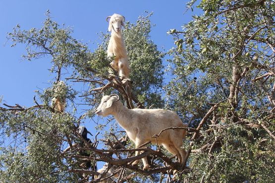 Вид снизу на коз, взобравшихся на арганию