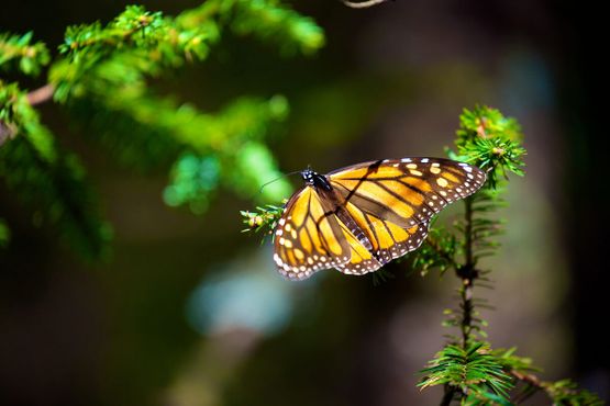 Биосферный заповедник бабочек монархов