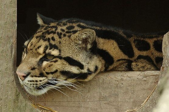 Сонный дымчатый леопард в Парке кошек