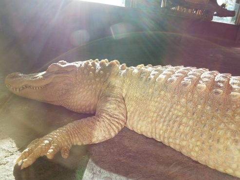 Аллигатор-альбинос