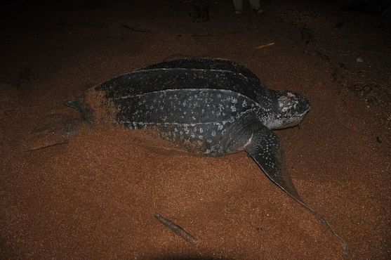 Кожистая черепаха возвращается в море после откладывания яиц
