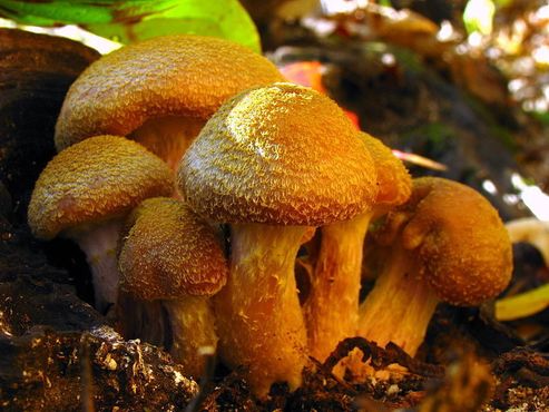 Опёнок толстоногий (Armillaria gallica)