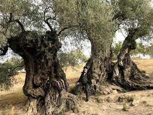 Тысячелетнее оливковое дерево с человеком под ним для демонстрации масштаба