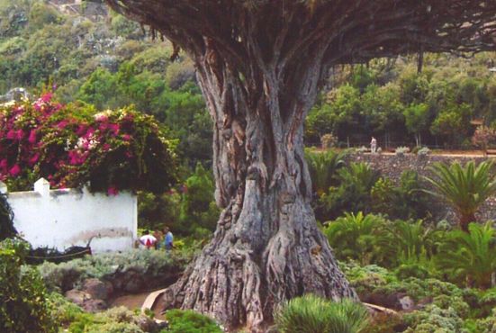 Драконово дерево, Икод-де-лос-Винос, Тенерифе