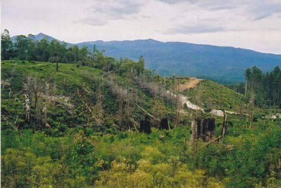 Вырубка леса в долине Стикс. Старые деревья и новые насаждения сосен видны справа