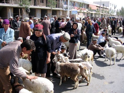 Рынок овец