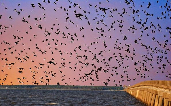 Мост Уильяма Б. Амстеда и ласточки на закате