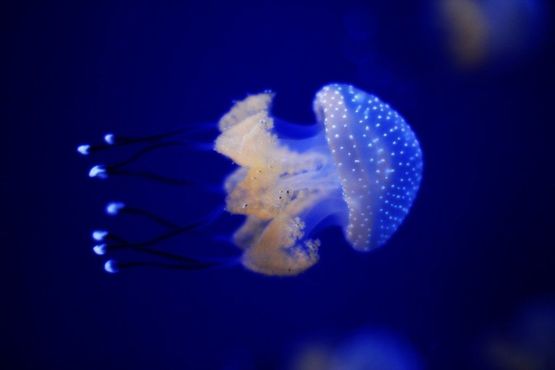Психоделическая пятнистая медуза из Австралии