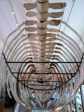 Скелет кита изнутри