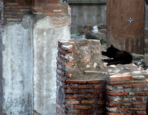 Кошки, отдыхающие на древних развалинах