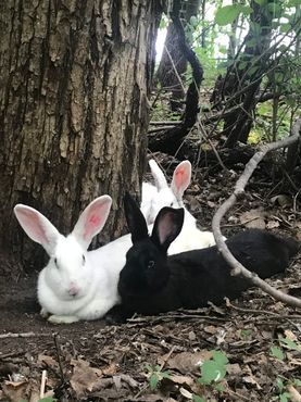Остров кроликов-утешителей