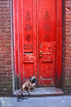 Французский бульдог охраняет входную дверь в переулке Фан Тан