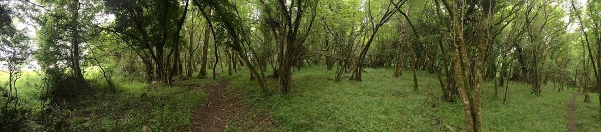 Риндунские леса
