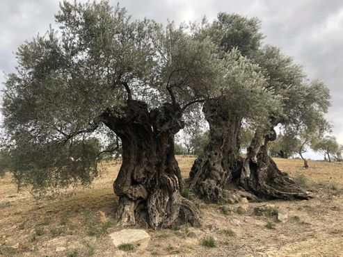 Тысячелетнее оливковое дерево Арройо Карнисеро
