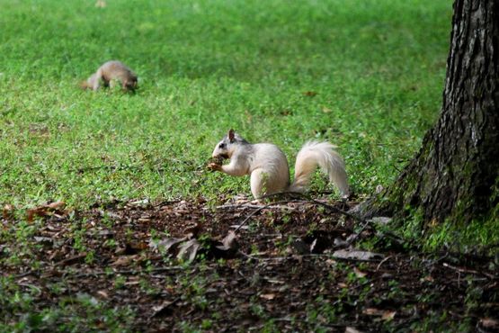 Бревардские белые белки