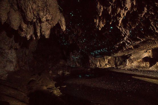 Светлячки пещеры Вайпу