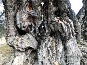 Корявый ствол тысячелетней оливы Арройо Карнисеро