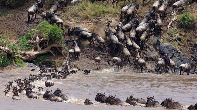 Антилопы гну переправляются через реку Мара