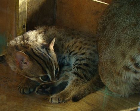 Пара пятнисто-рыжих кошек из Шри-Ланки. Самый маленький представитель семейства кошачьих