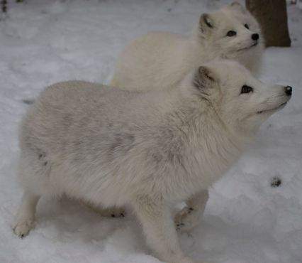 Песцы Юкон Корнелиус и Яна