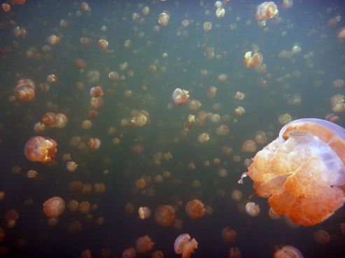 Озеро, полное медуз